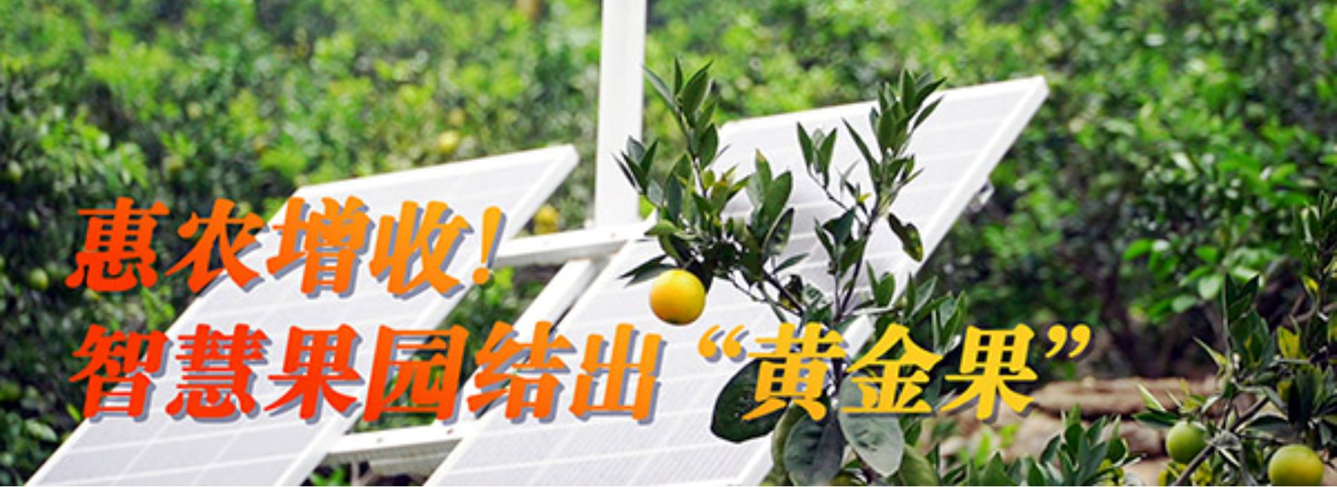 【数字乡村聚力行动】惠农增收！智慧果园结出“黄金果”
